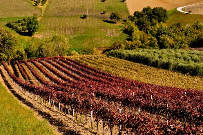 I vigneti del Piceno - foto Consorzio di Tutela Vini Piceni