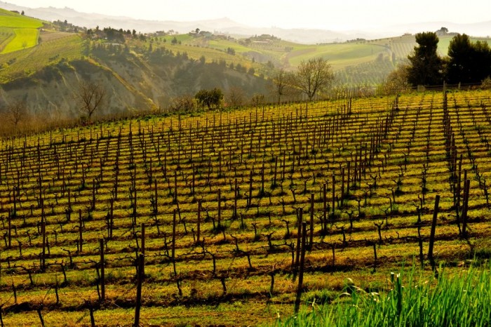 I vigneti del Piceno - foto Consorzio di Tutela Vini Piceni