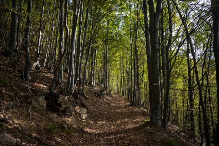  Faggeta lungo la strada per Ormea - foto Sara Furlanetto