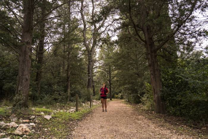 La Foresta Mercadante, presso Cassano delle Murge - foto Andrea Buonopane
