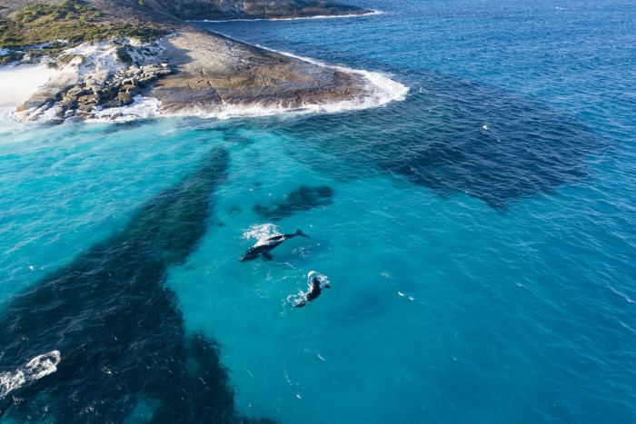 Megattere - Foto Tourism Western Australia