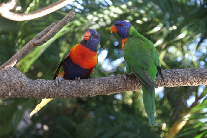  Lorichetti arcobaleno, Magnetic Island, Queensland - foto Stefano Brambilla