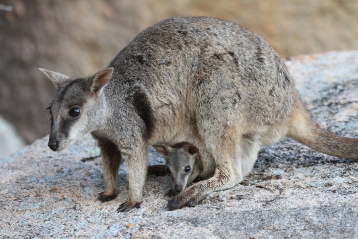 Wallaby delle rocce, Magnetic Island, Queensland - foto Stefano Brambilla