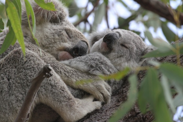  Koala, Magnetic Island, Queensland - foto Stefano Brambilla