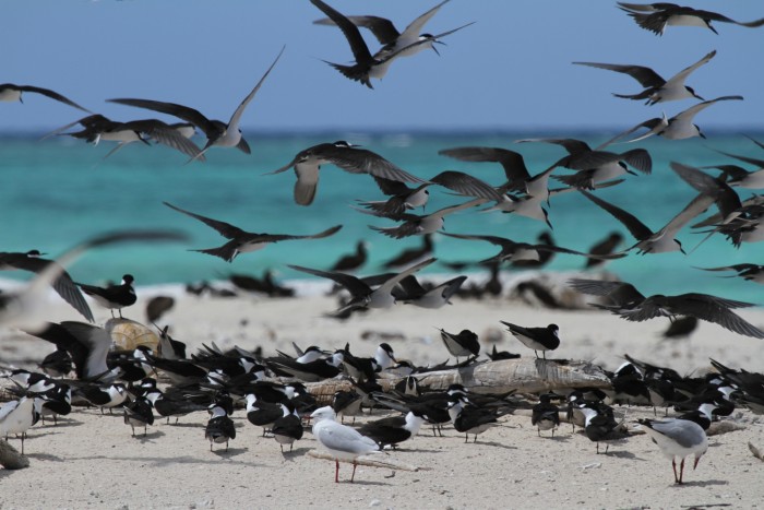  Michaelmas Cay, Queensland - foto Stefano Brambilla