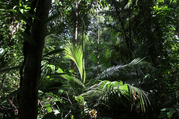  Daintree National Park, Queensland - foto Stefano Brambilla