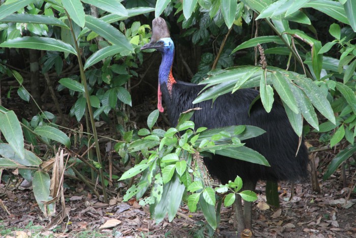  Casuario, Mt Hypipamee, Queensland - foto Stefano Brambilla