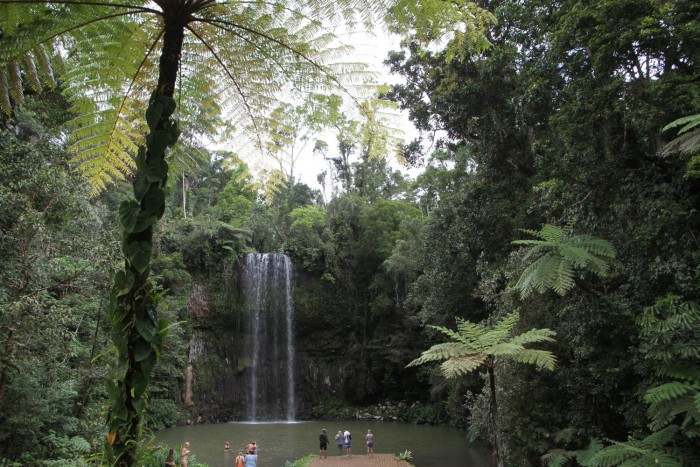  Millaa Millaa Falls, Atherton Tablelands,  Queensland - foto Stefano Brambilla