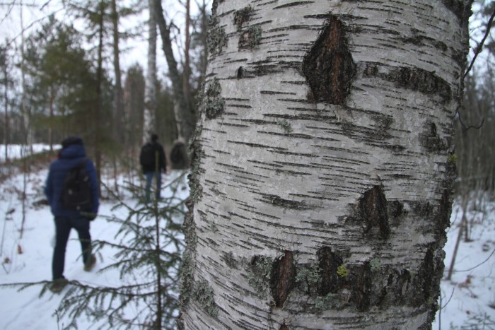 Betulle attorno al lago Saimaa - foto Stefano Brambilla​