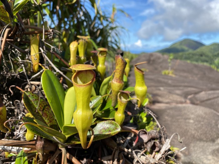 Nephentes pervillei sul Copolia Peak, Mahé, Seychelles