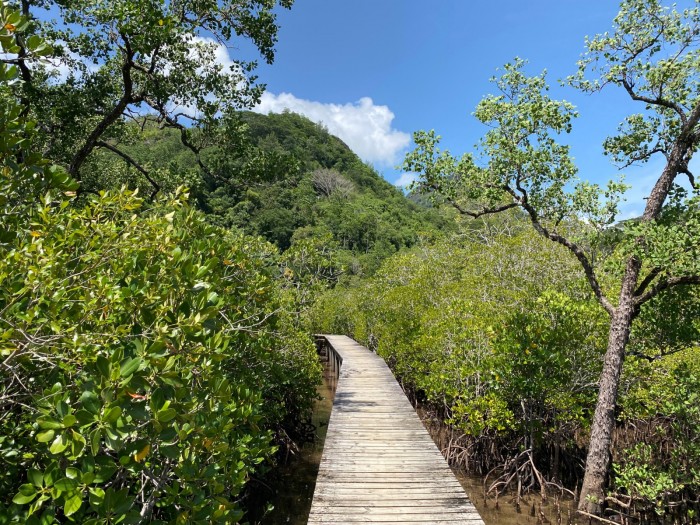 Mangrovie vicino a Port Launay, Mahé, Seychelles