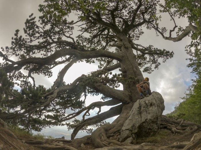  Pino loricato sul Monte Pollino - foto Andrea Buonopane