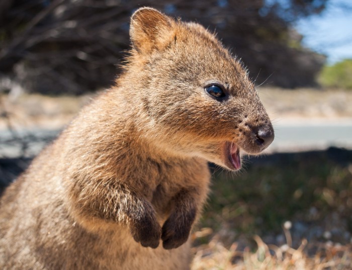 Quokka, Rottnest Island - Foto Shutterstock