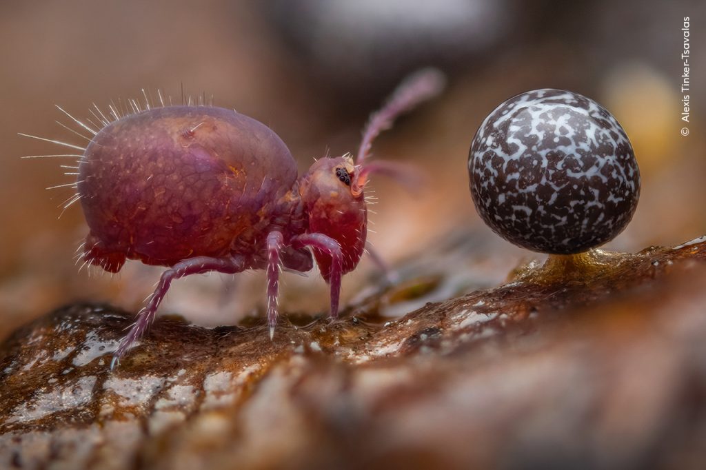 Alexis Tinker-Tsavalas, Wildlife Photographer of the Year 2024