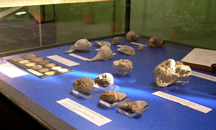 Alcune conchiglie fossili e le corrispondenti attuali.