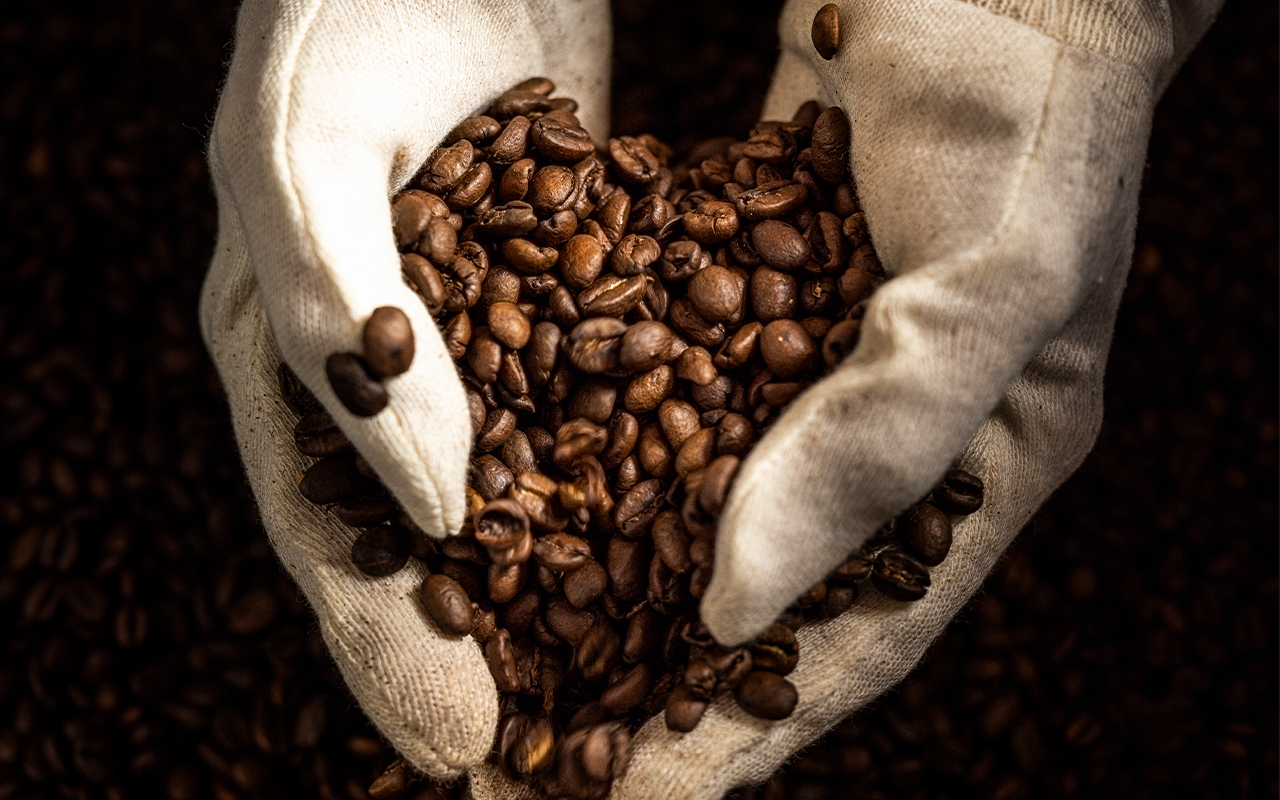 Selezione dei chicchi di caffè