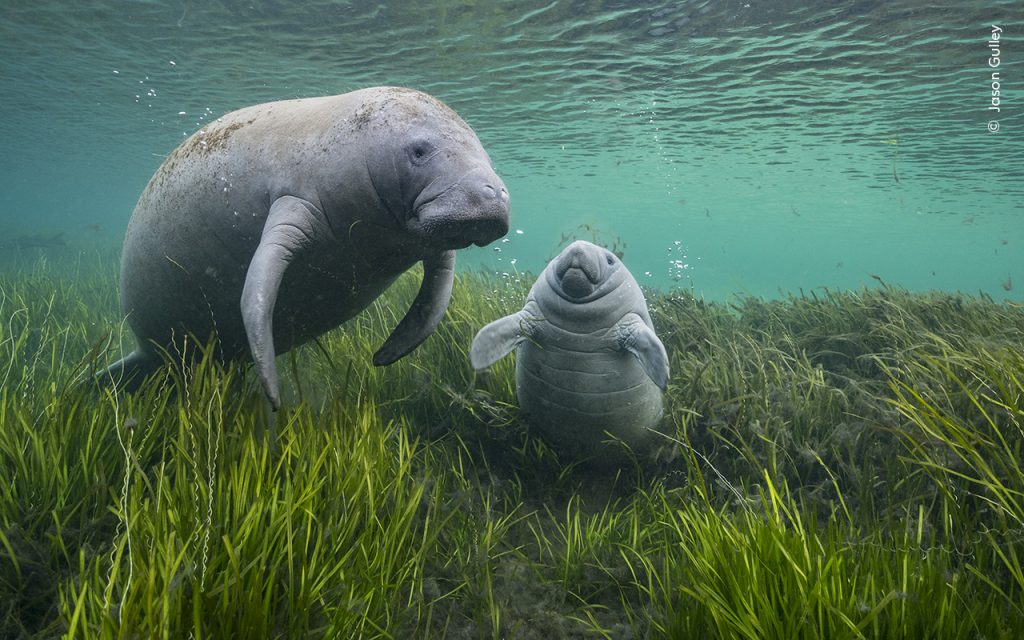 Jason Gulley, Wildlife Photographer of the Year 2024