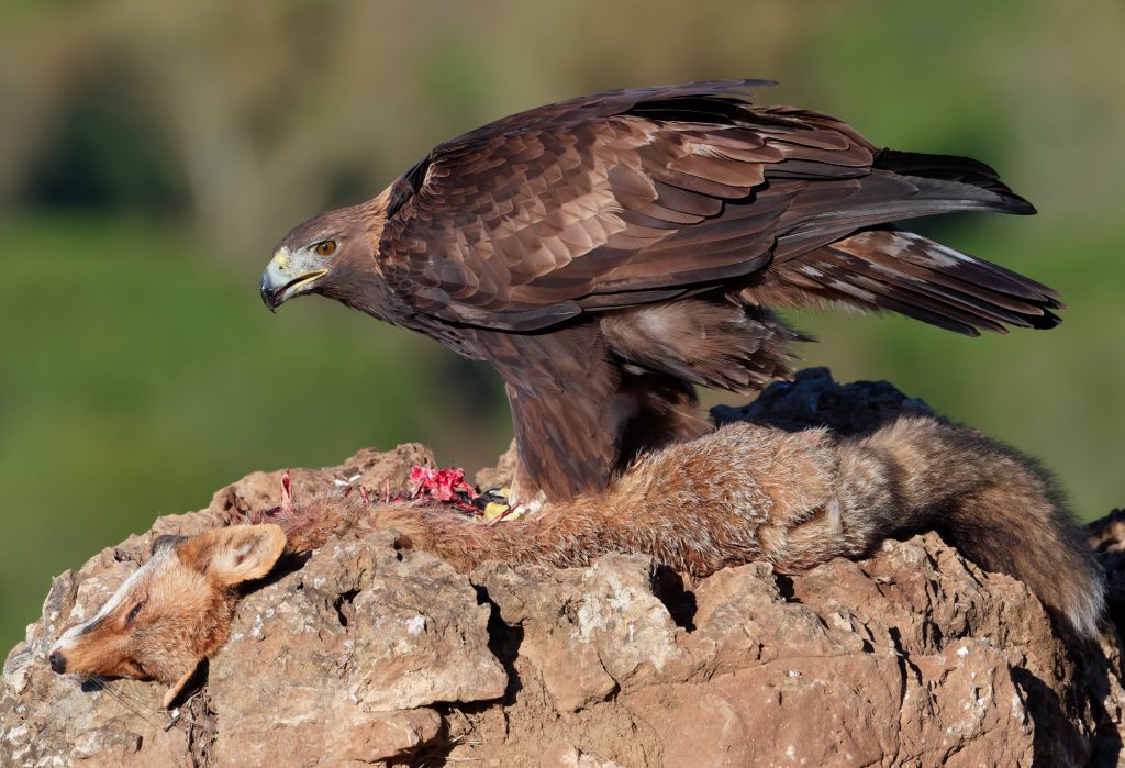 “Il veleno dopo lo sparo. Il piombo nella caccia avvelena gli uccelli, l’ambiente e l’uomo”