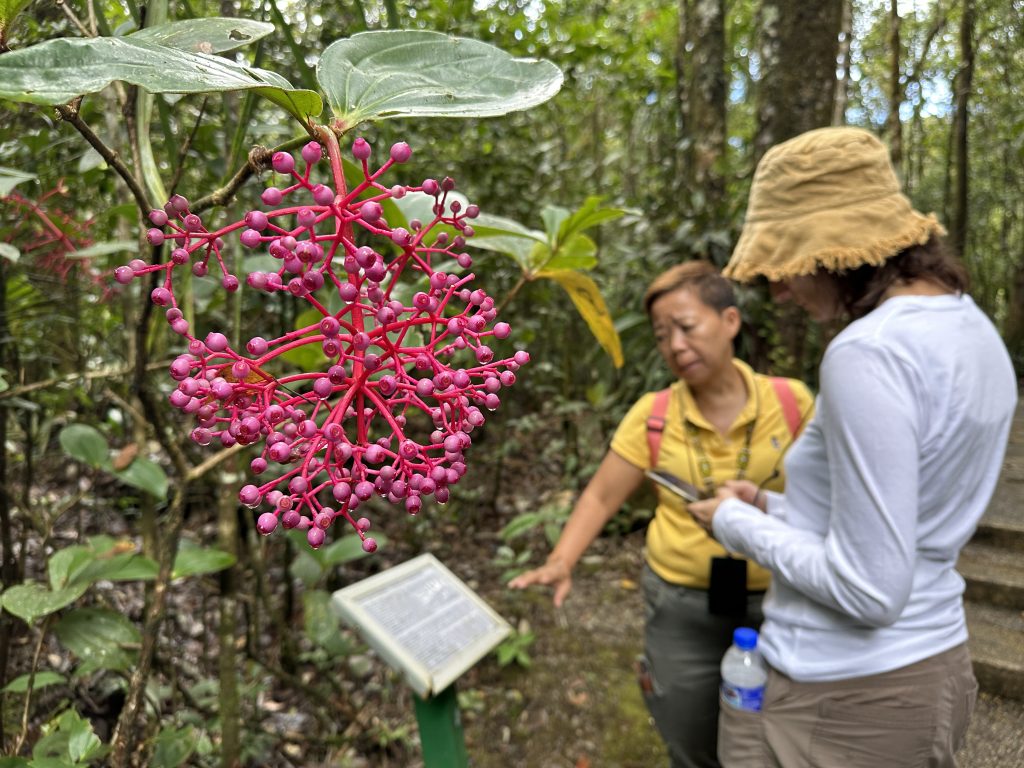 Una Medinilla nel giardino botanico del Mount Kinabalu National Park - foto Stefano Brambilla