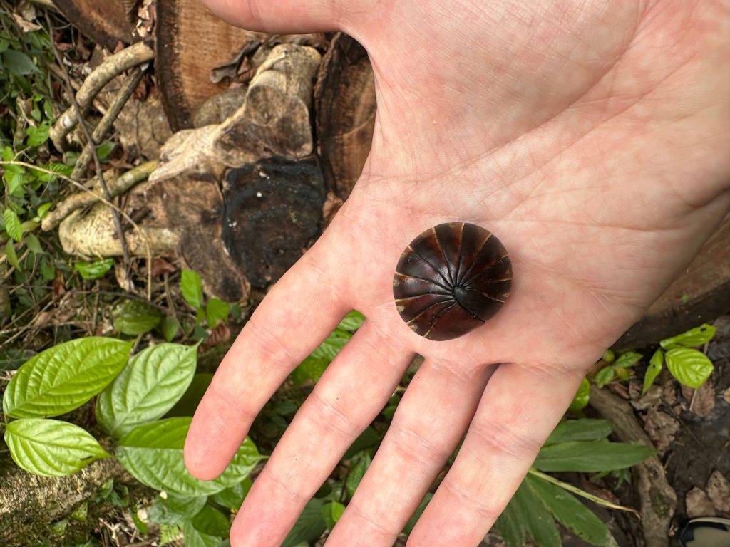 Un millepiedi che si appallottola quando spaventato, Borneo Rainforest Lodge, Malaysia - foto Stefano Brambilla