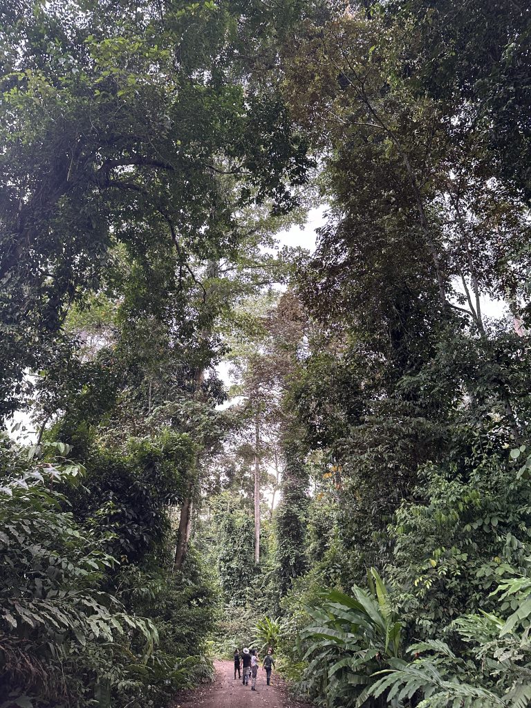 La Danum Valley, intorno al Borneo Rainforest Lodge, Malaysia - foto Stefano Brambilla