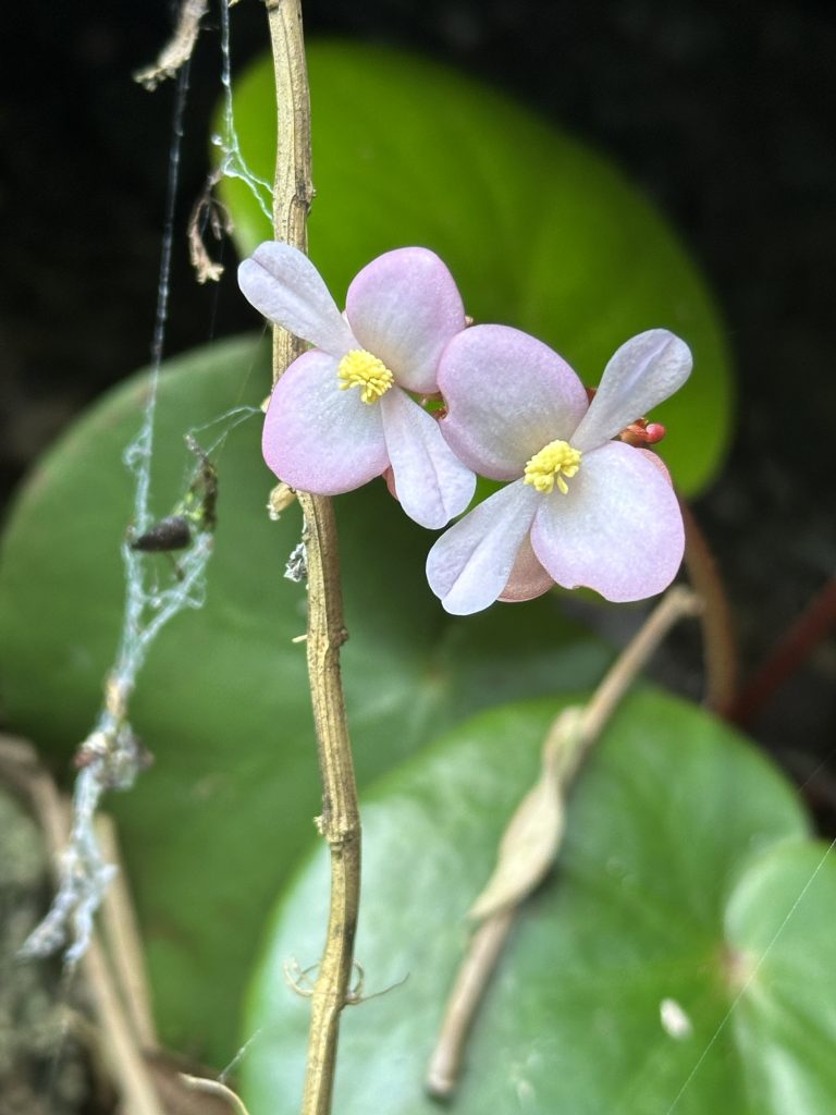 Una specie di begonia, Borneo Rainforest Lodge, Malaysia - foto Stefano Brambilla