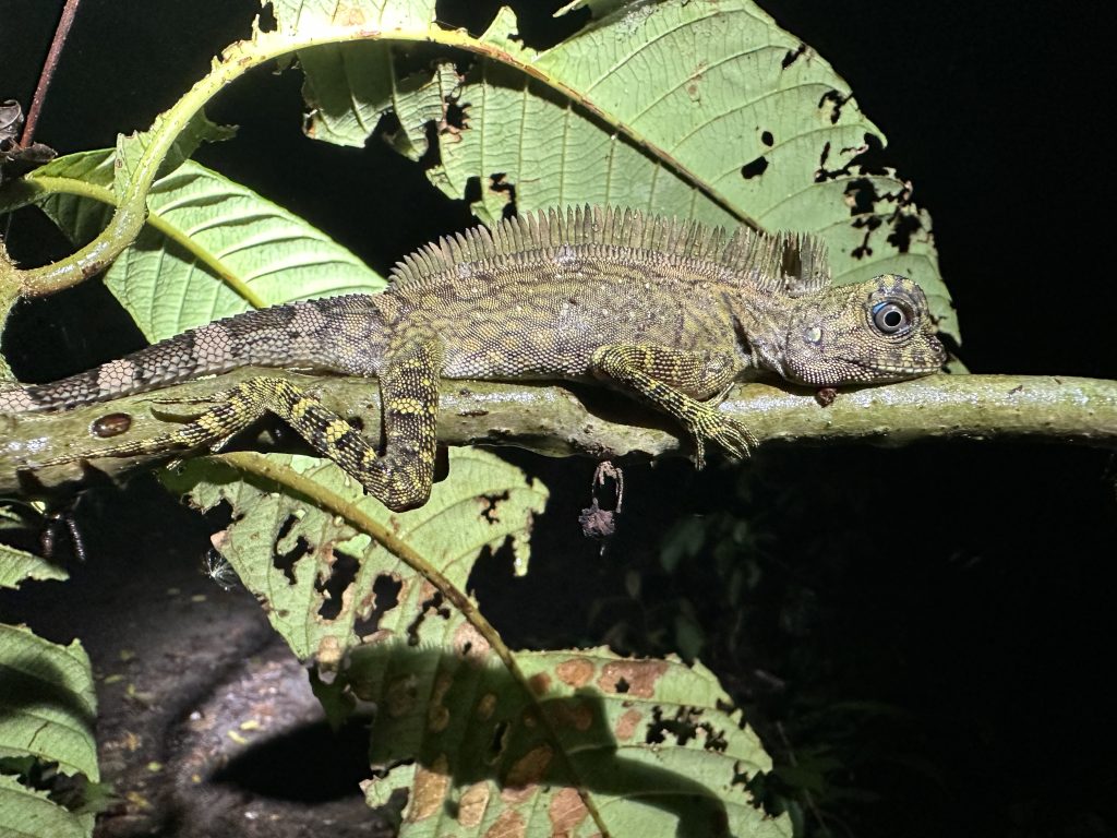 Iguana addormentata, Borneo Rainforest Lodge, Malaysia - foto Stefano Brambilla