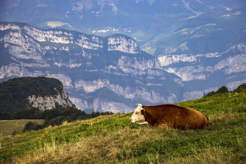 Durante passeggiate da primavera all’autunno è facile incontrare animali al pascolo
