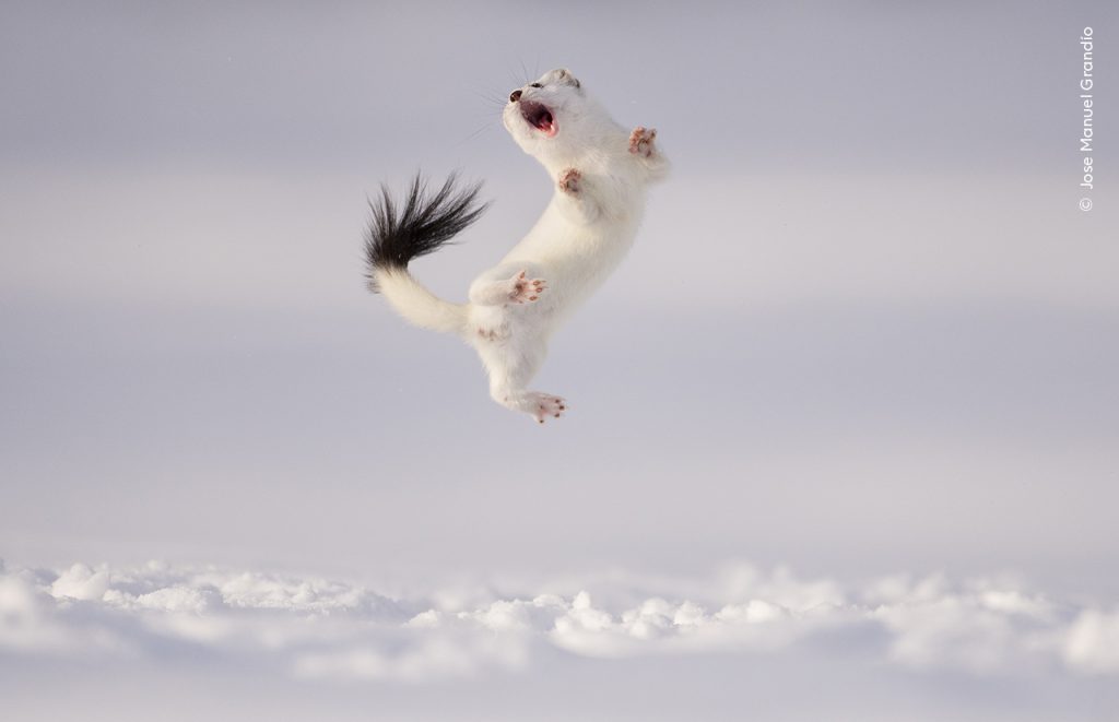 Jose Manuel Grandío , Wildlife Photographer of the Year 2024