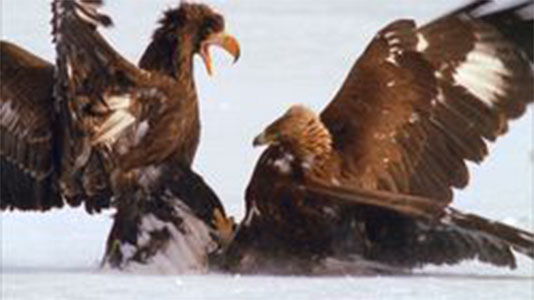 Natura e parchi sullo schermo a Sondrio