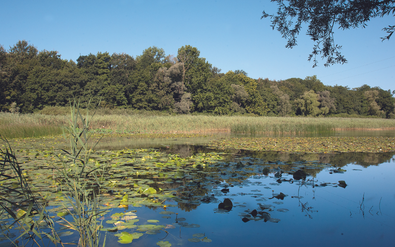 Il Lago di Varese, con le sue acque tranquille e i panorami suggestivi, ospita l'Isolino Virginia, un piccolo gioiello storico e archeologico immerso nella natura