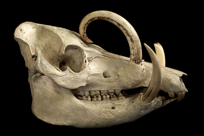 Cranio di babirussa. Msnm Milano.