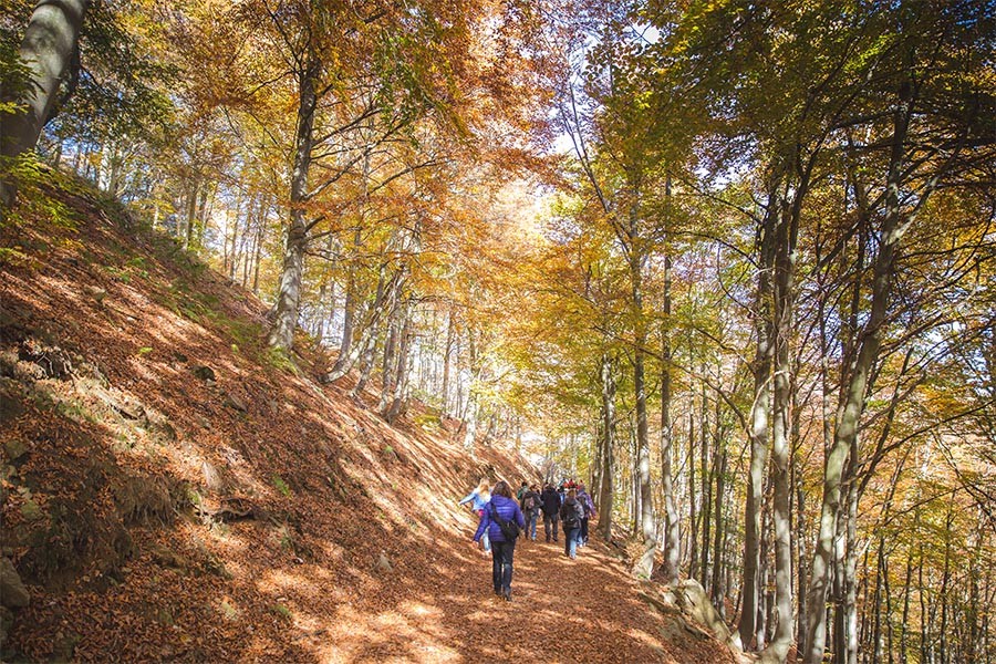 Le passeggiate nel Bosco del Sorriso - foto Oasi Zegna