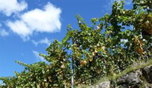 In Alto Adige, la festa del Pinot nero