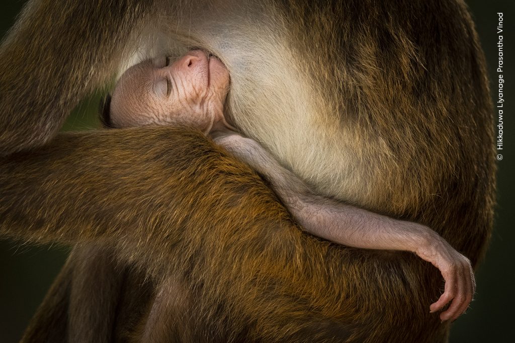 Hikkaduwa Liyanage Prasantha Vinod, Wildlife Photographer of the Year 2024