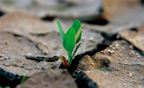 A Bergamo è protagonista l'ambiente