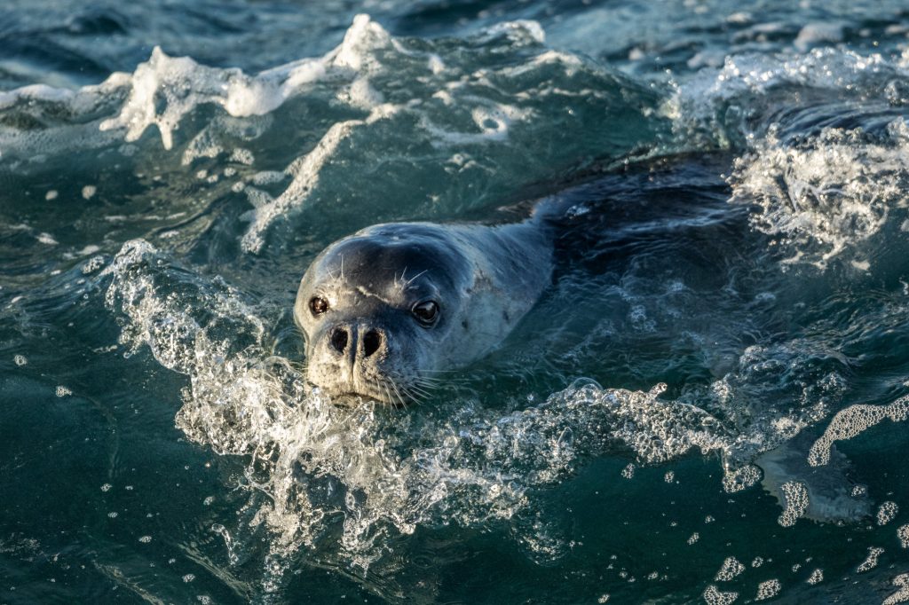 Foca monaca - foto Ugo Mellone