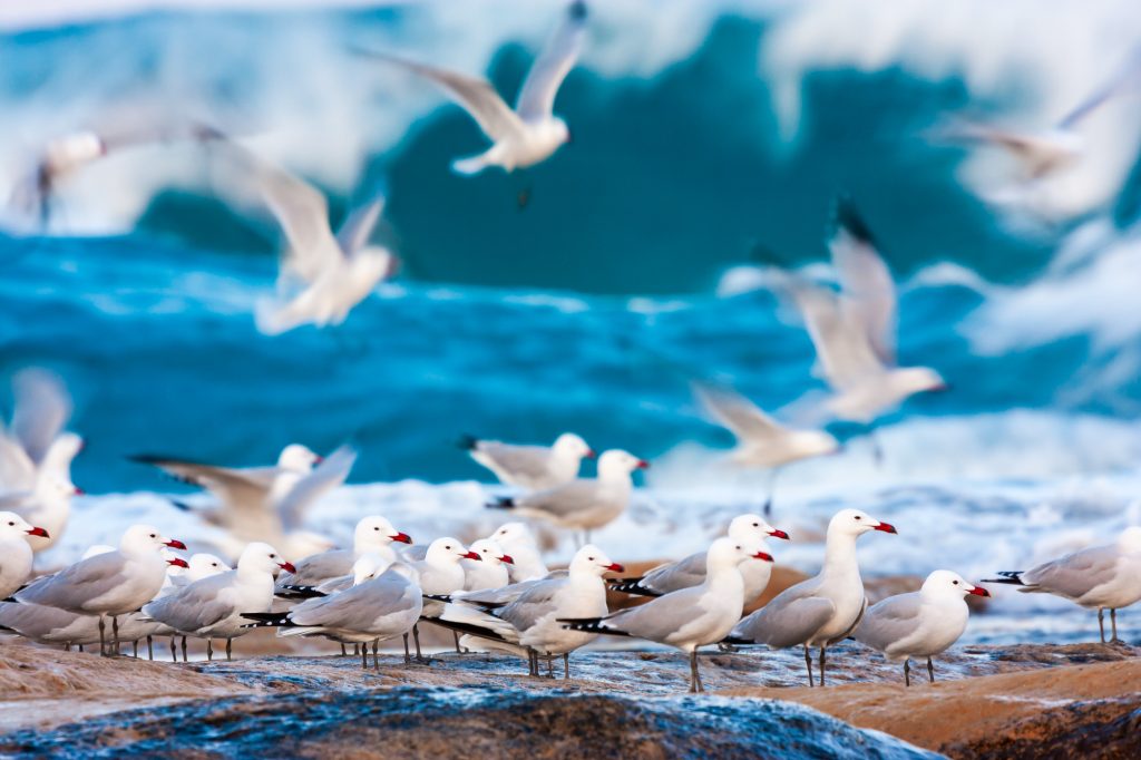 Gabbiano corso, endemismo del Mediterraneo - foto Ugo Mellone