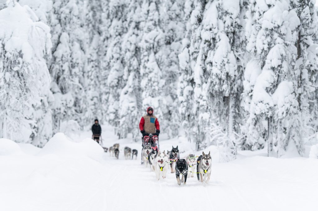 Gita con cani da slitta, Svezia - foto Swedish Lapland