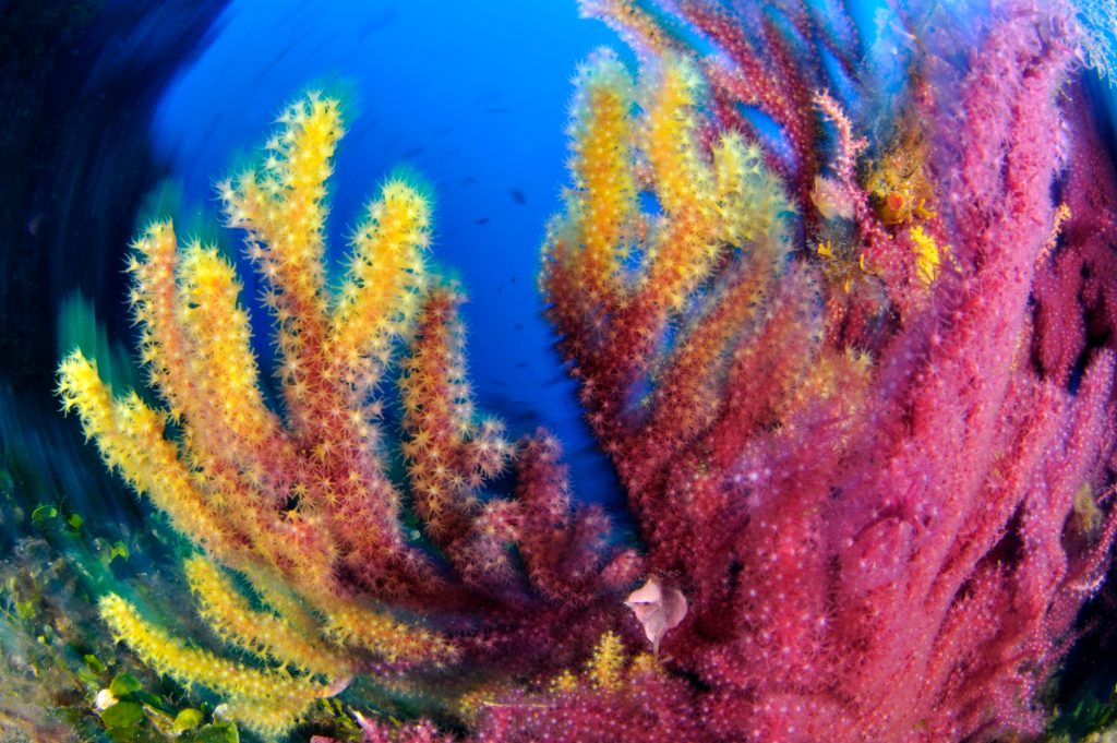 Gorgonie rosse (Paramuricea clavata), Calabria © foto Marco Colombo