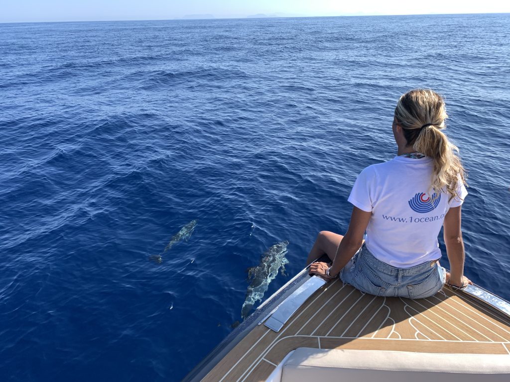 Delfini nuotano intorno a una barca a vela