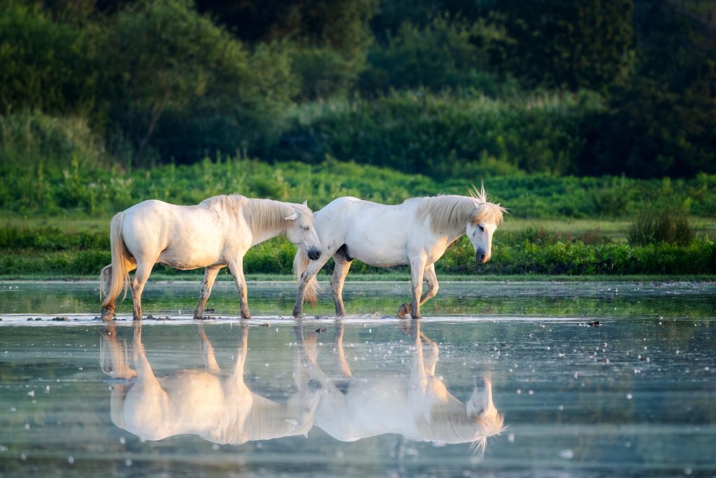 Isola della Cona, i cavalli della Camargue. Foto Marco Lissoni/Shutterstock