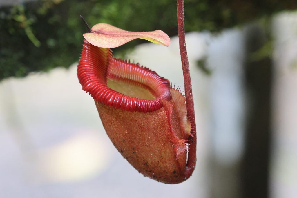 Una pianta carnivora nel giardino botanico del Mount Kinabalu National Park - foto Stefano Brambilla