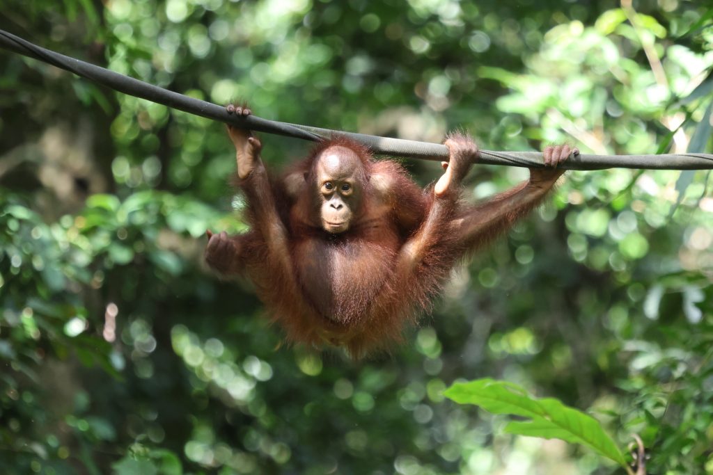 Un giovane orango al Sepilok Orangutan Rehabilitation Centre - foto Stefano Brambilla