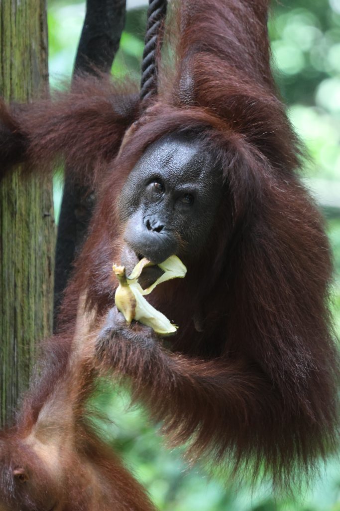 Un giovane orango al Sepilok Orangutan Rehabilitation Centre - foto Stefano Brambilla