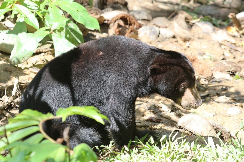 Un orso malese al Bornean Sun Bear Conservation Centre - foto Stefano Brambilla