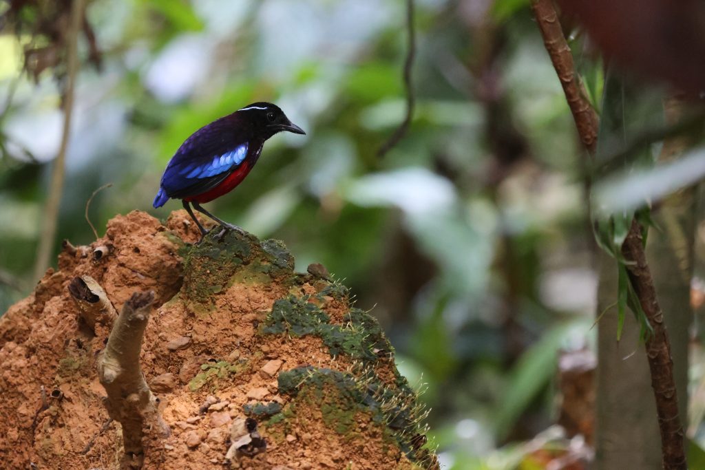 Una pitta corona nera al Rainforest Discovery Centre, Sepilok, Malaysia - foto Stefano Brambilla