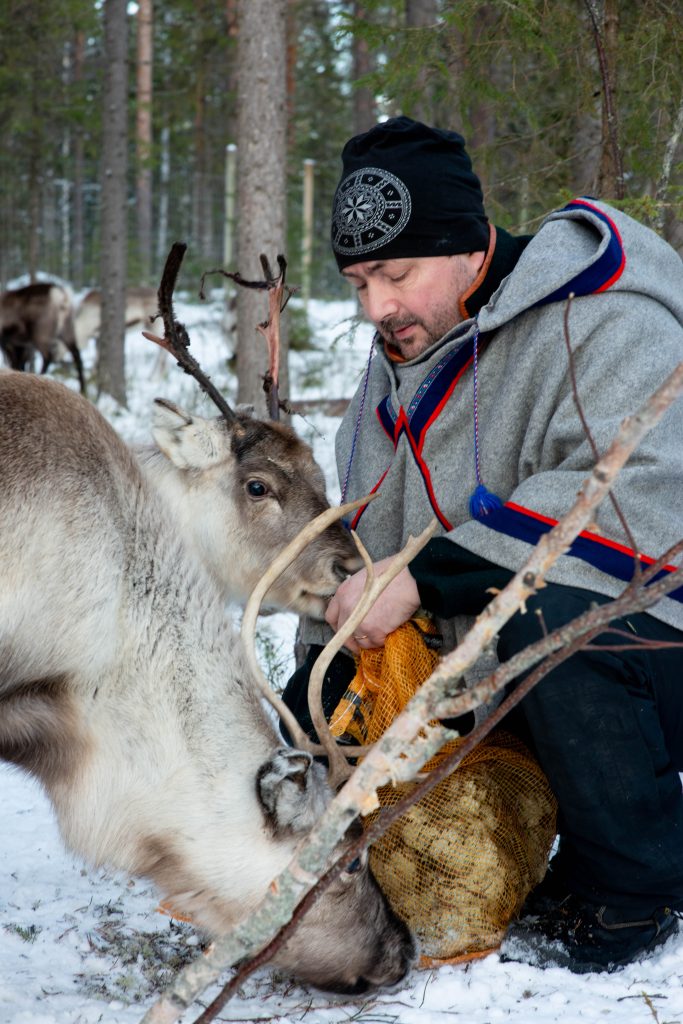 Parfa Reindeer, Lapponia Svedese - foto PK Reindeer