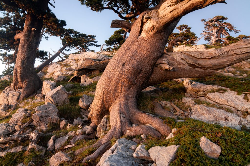 Pini loricati, Parco Nazionale del Pollino - foto Ugo Mellone