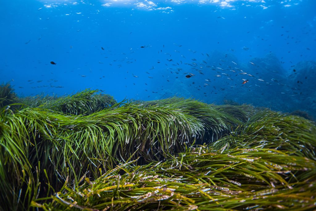 Posidonia oceanica, una risorsa insostituibile